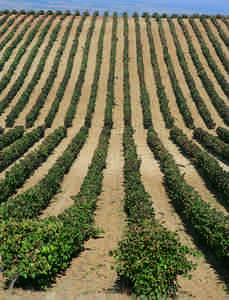 Ruta de la Ribera del Duero